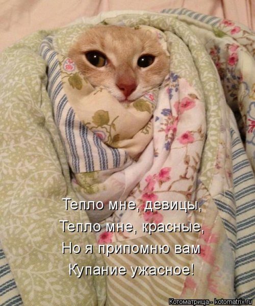 Самые уморительные котоматрицы) Самые уморительные котоматрицы)