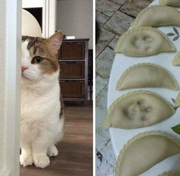 20+ котов-преступников, которых мы уже простили 20+ котов-преступников, которых мы уже простили