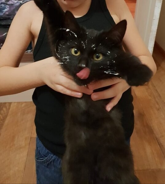20+ котов-преступников, которых мы уже простили 20+ котов-преступников, которых мы уже простили