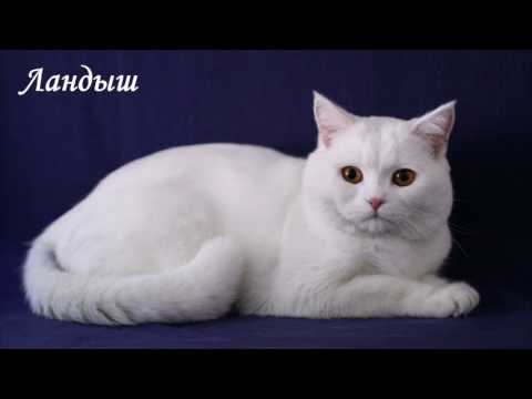 Семь кошек на балконе в полтора метра очень долго ждут своих мампап