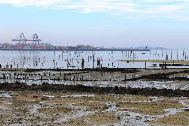Подводные огородники в городе Вильягарсия-де-Ароса, Испания Подводные огородники в городе Вильягарсия-де-Ароса, Испания испания, история, маллюски, огород, путешествия