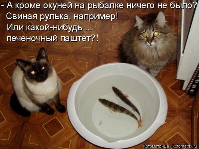 Котоматрицы для подзарядки позитивом))) Котоматрицы для подзарядки позитивом)))