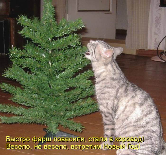 Коты и елка Коты и елка