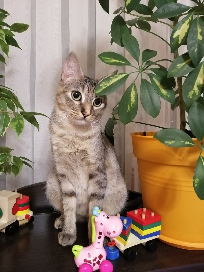 дом для кошки кошка в доме