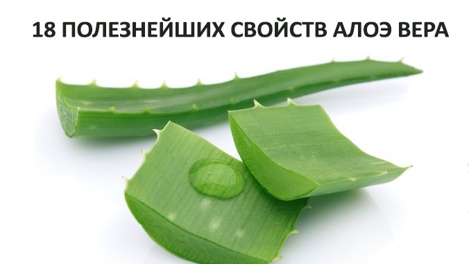 kakie_aptechnye_preparaty_mozhet_zamenit_aloe_vera__naget_ru