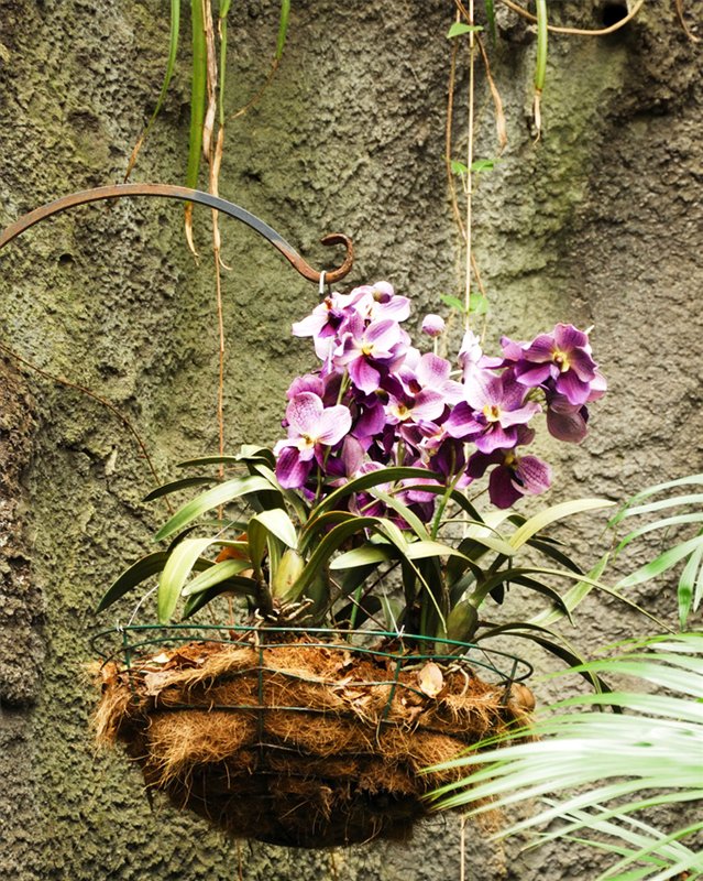 Пересадите орхидею в корзинку - пышное цветение гарантировано