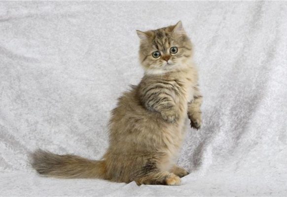 Самые модные кошки в мире — наполеон