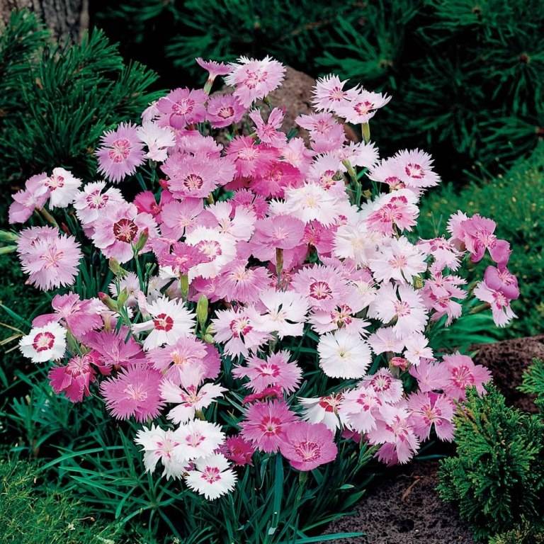 Гвоздика перистая (лат. Dianthus plumarius) Гвоздика перистая фото (лат. Dianthus plumarius)