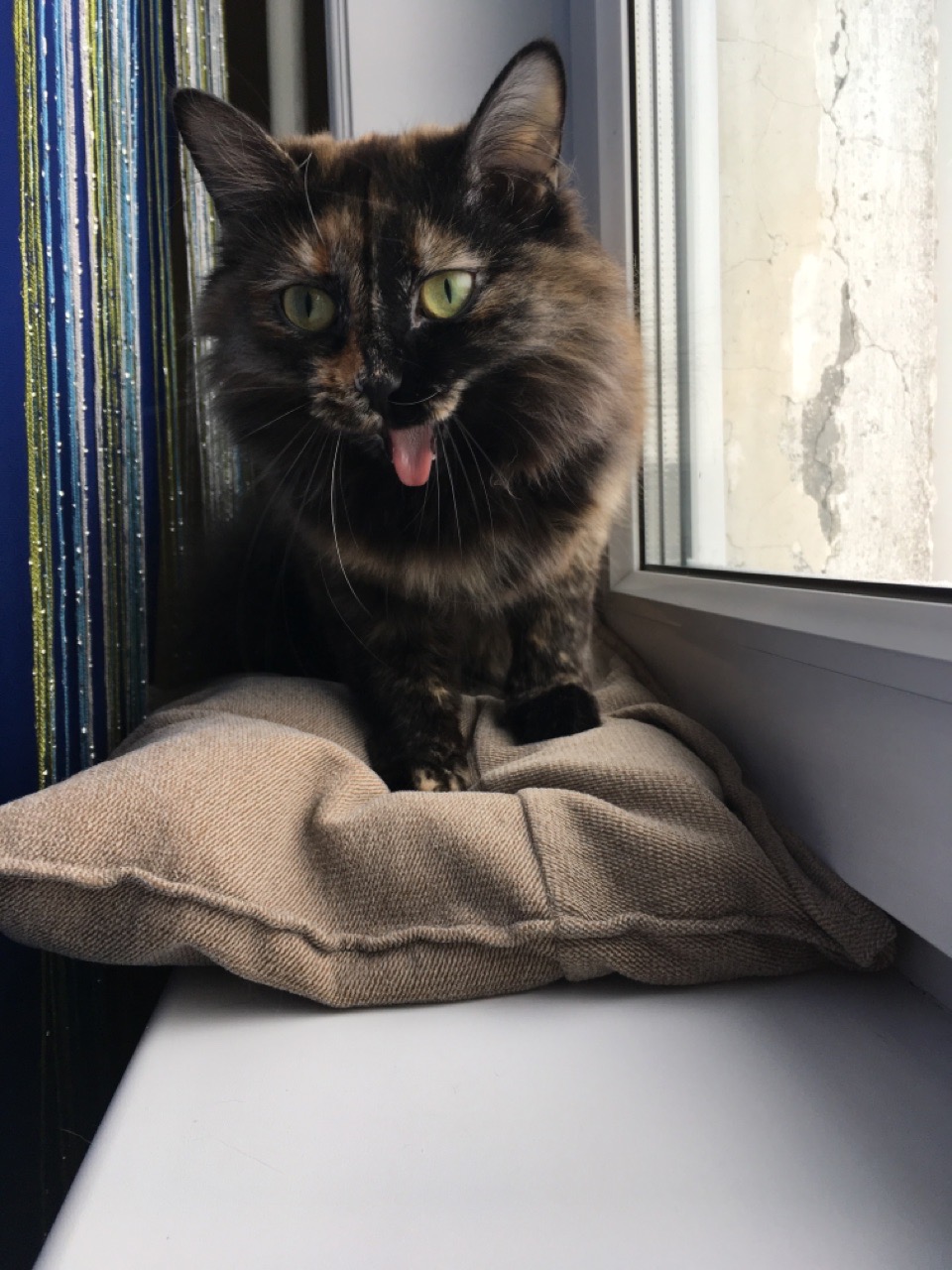 спасение кошки кошка на окне