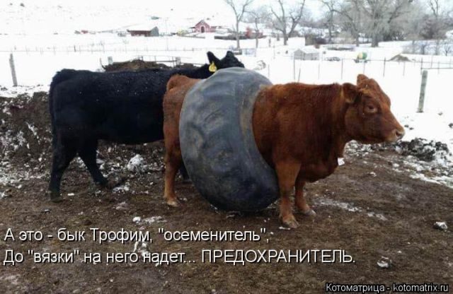 Котоматрицы для подзарядки позитивом))) Котоматрицы для подзарядки позитивом)))
