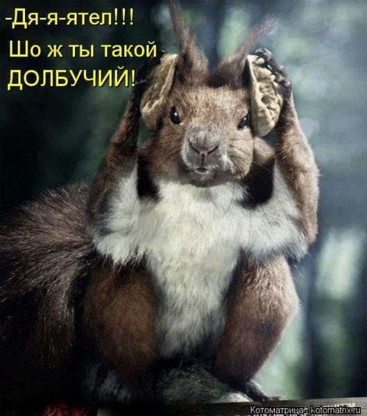 Без кота жизнь не та (50 фото ) Без кота жизнь не та (50 фото )