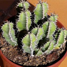 Молочай многоколючковый (Euphorbia polyacantha) Молочай многоколючковый (Euphorbia polyacantha)