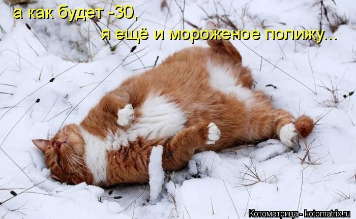 Самые весёлые котоматрицы)) Самые весёлые котоматрицы))