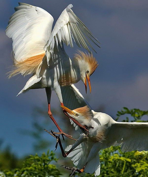 Великолепные моменты из мира животных (60 фото) Великолепные моменты из мира животных (60 фото)