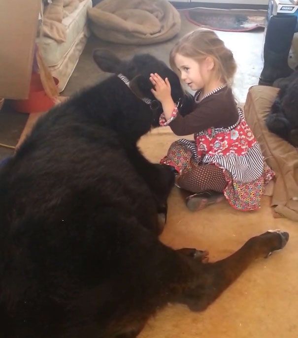 Эта симпатичная 5-летняя девочка привела домой весьма неожиданного гостя девочка привела домой теленка, теленок в доме