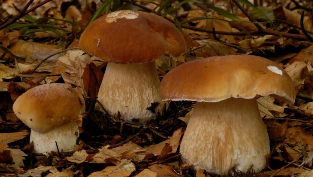 Белый гриб - лесной деликатес, полезные свойства, описание, факты о представителе боровиков