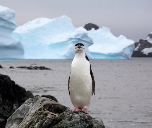 Самые смешные фото пингвинов