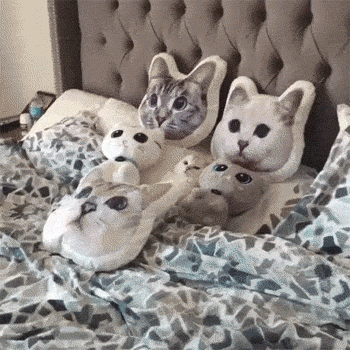 GIF-доказательство, что коты - чертовски весёлые ребята GIF коты юмор