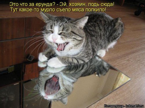 Самые уморительные котоматрицы) Самые уморительные котоматрицы)