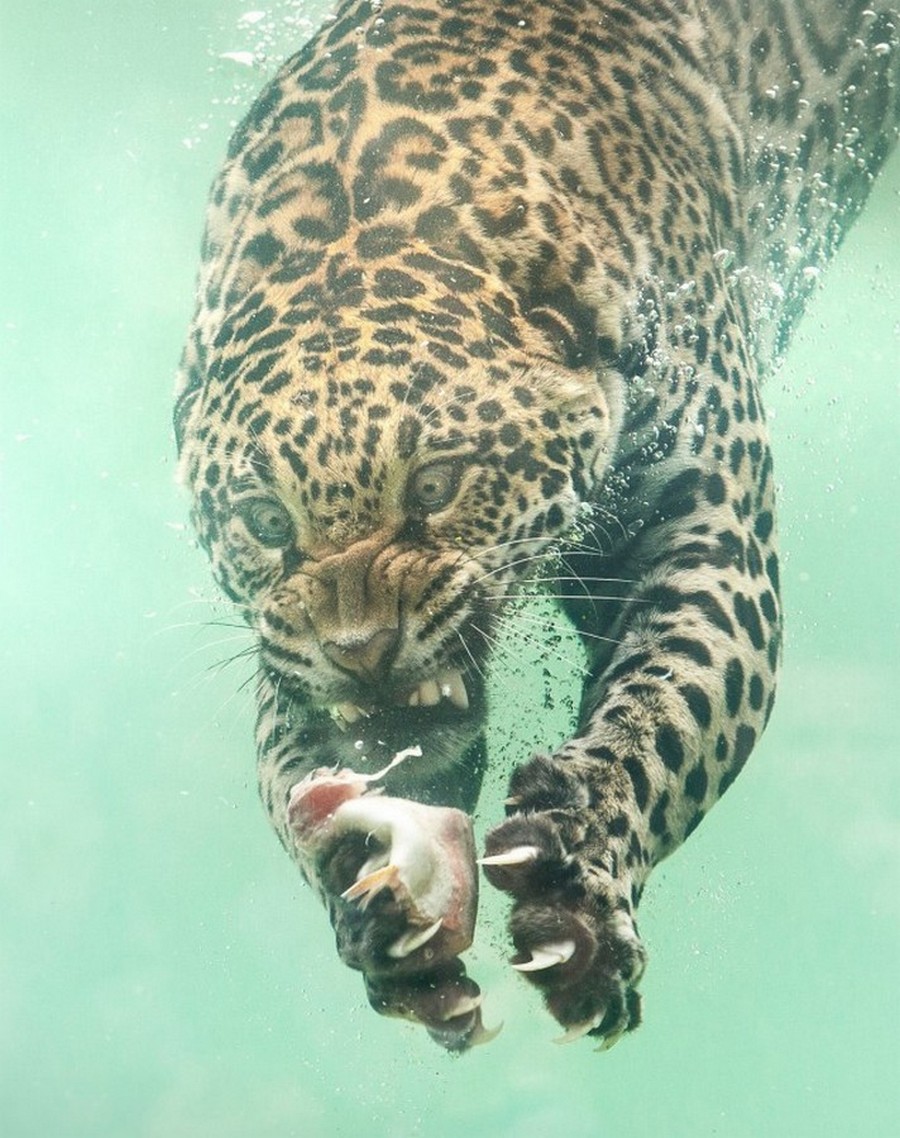 УдивиÑелÑнÑе кадÑÑ: ÑгÑÐ°Ñ Ð½ÑÑнÑл за ÑÑбой в водÑ