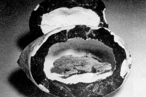 25 мая 1776 года в США была обнаружена замурованная жаба. Правда, этой американской леди не повезло — за время своего заключения на 180-метровой глубине в угольной шахте Маклин (штат Пенсильвания) она успела мумифицироваться. По свидетельству геолога Джеймса Стивенсона, «она усохла в два раза по сравнению с размерами живого земноводного. Ее туловище еще не успело окаменеть, оно легкое и мягкое...»
То есть жаба скончалась относительно недавно. А до того успешно существовала в толще угля, на образование которого потребовался не один миллион лет.