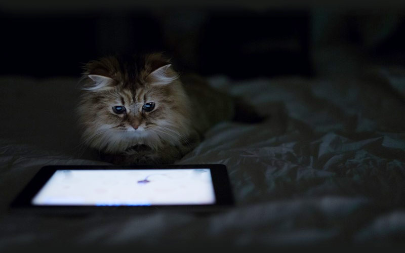 30 способов использования котов в хозяйстве kitties02 30 способов использования котов в хозяйстве