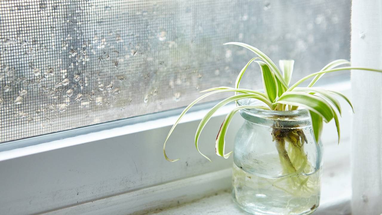 Россиян предупредили об опасности сырости для здоровья