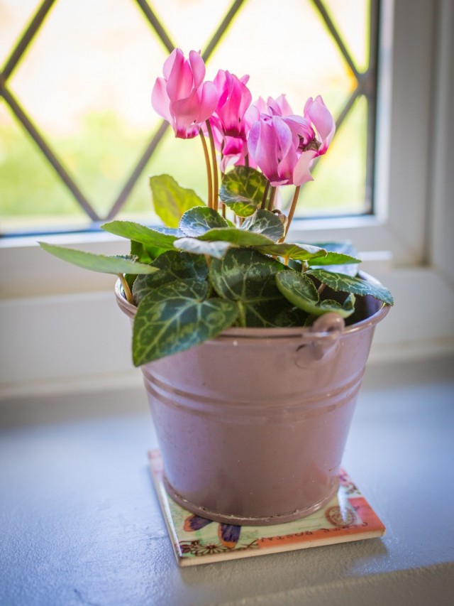 Цикламен персидский (Cyclamen persicum)