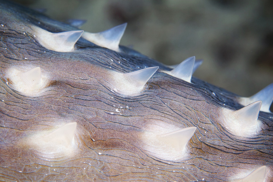 Подводный мир Красного моря Подводный мир Красного моря