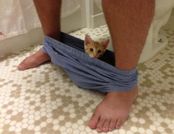 20 кошек, которые плевать хотели на твоё личное пространство 20 кошек, которые плевать хотели на твоё личное пространство