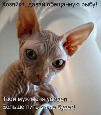 Смешные картинки о животных с подписями.