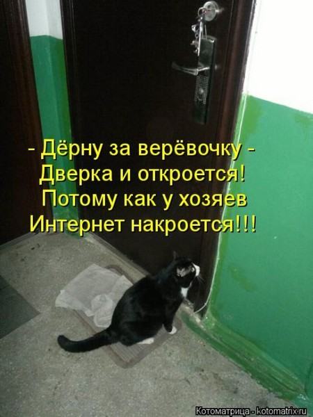 Без кота жизнь не та (50 фото ) Без кота жизнь не та (50 фото )