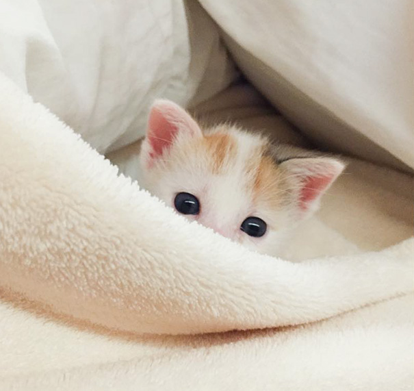 Самые милые котята на свете Самые милые котята на свете