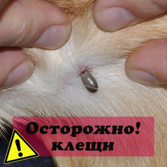 Прогноз погоды ленобл