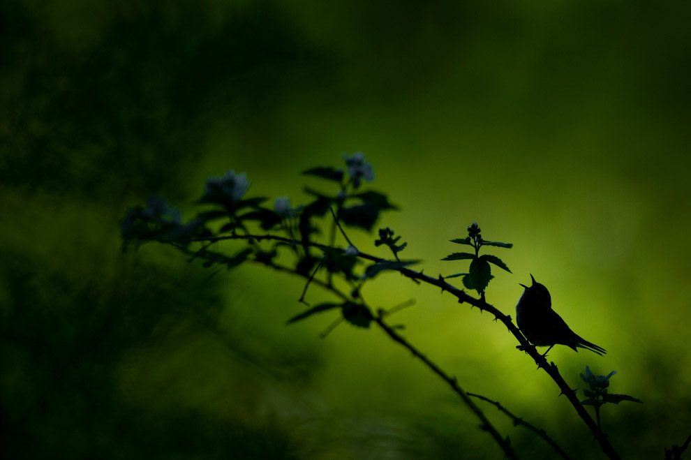 Лучшие фотографии с конкурса Nature Conservancy