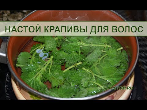Крапива для здоровья и красоты волос Крапива для здоровья и красоты волос