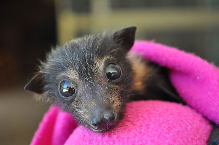 Выздоравливающий пациент Tolga Bat Hospital.