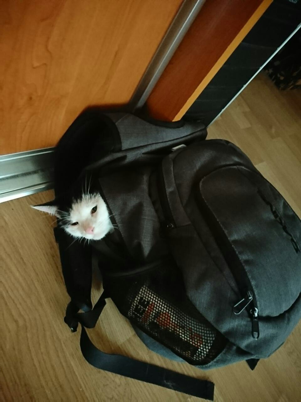 Я стала другом для Кота... Я стала другом для Кота...