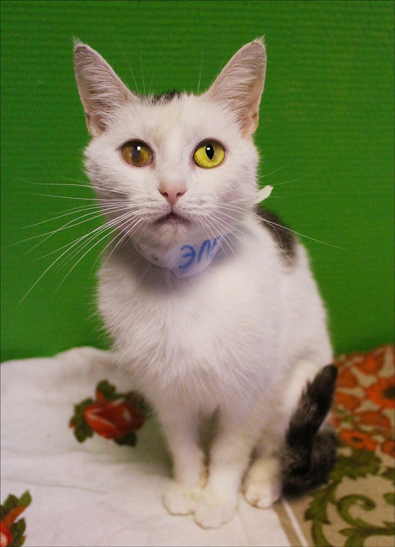 Котейка, в которой идеально всё. Котейка, в которой идеально всё.