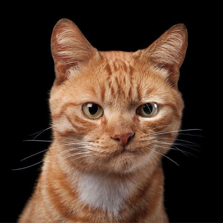 Всемирный день кошек. Галерея эмоциональных котов
