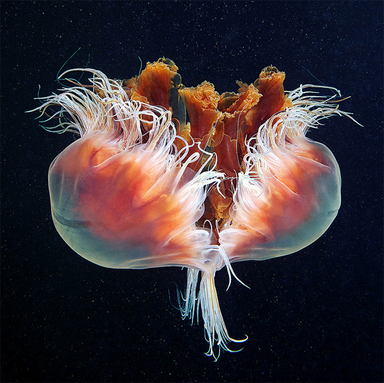 Завораживающие фотографии медуз от Александра Семёнова