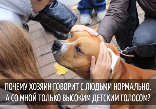 15 забавных мыслей, которые наверняка посещали каждую собаку 15 забавных мыслей, которые наверняка посещали каждую собаку