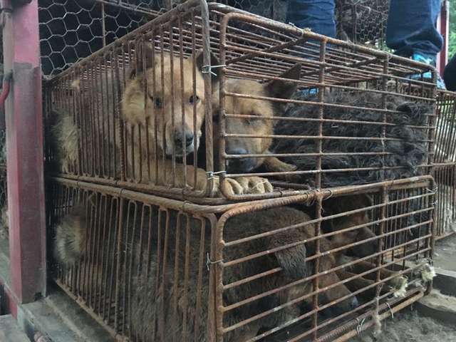 помощь собакам собаки в клетках