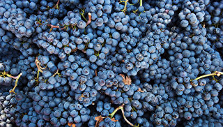 Винодельческое хозяйство UPPA Winery в Крыму Винодельческое хозяйство UPPA Winery в Крыму