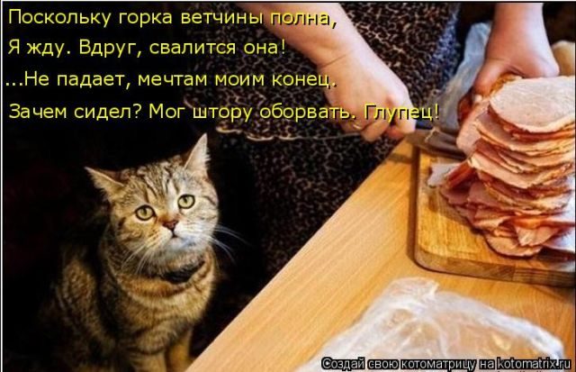 Самые смешные котоматрицы за прошедшую неделю