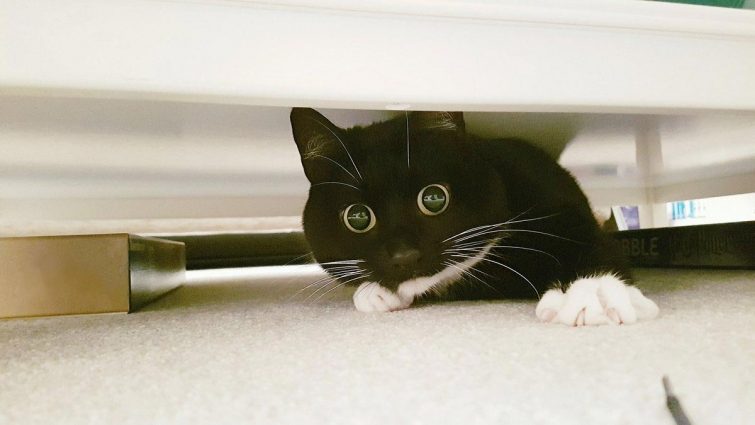 Кошка, которая в шоке от всего