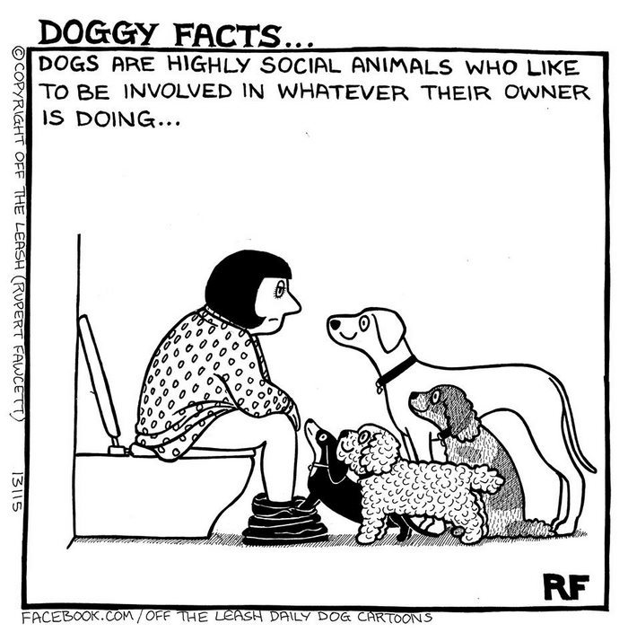 Funny Dog Cartoons