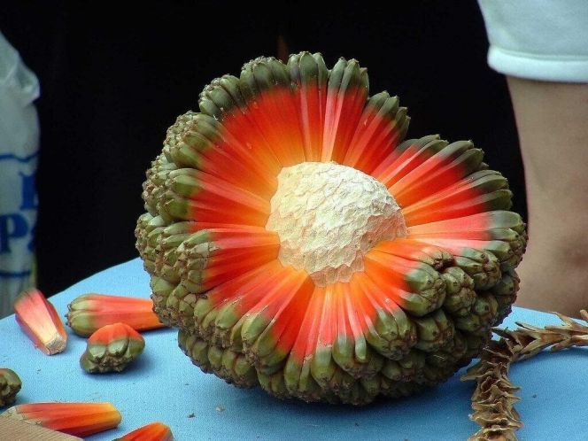 Фрукт Пандан (Pandanus) Фрукт Пандан (Pandanus)
