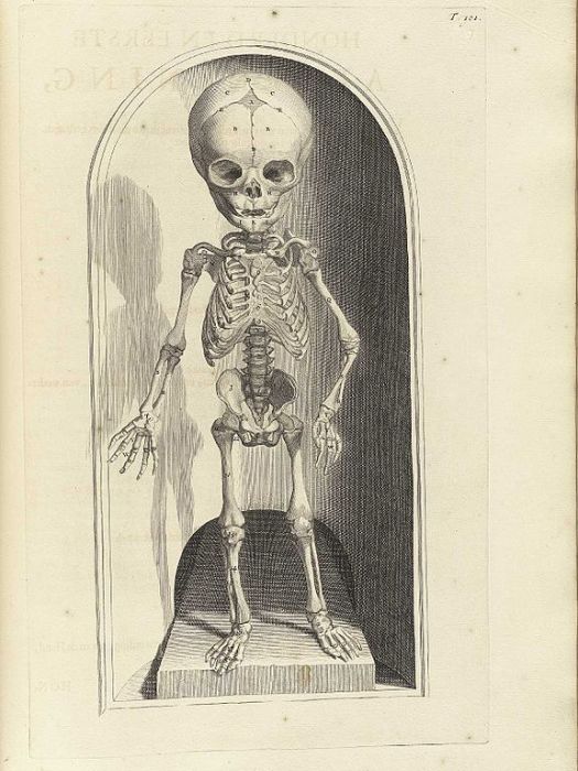 Скелет младенца в книге Anatomia humani corpois Говерта Бидлоо, 1690 год. | Фото: upload.wikimedia.org. Скелет младенца в книге Anatomia humani corpois Говерта Бидлоо, 1690 год. | Фото: upload.wikimedia.org.