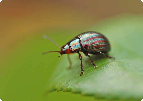   (. Chrysolina cerealis)